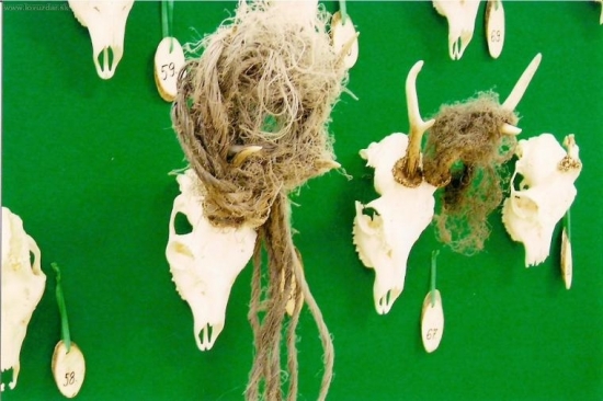 Aj taketo sme mali na chovatelskej pred par rokmi