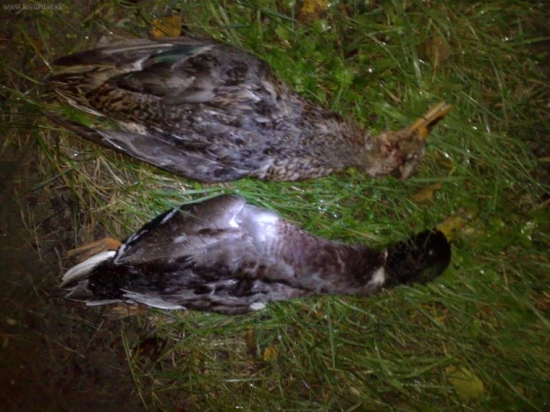 Vcera konecne, prve tuto sezonu.