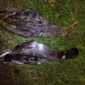 Vcera konecne, prve tuto sezonu.