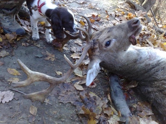 Daniel 2VT, kamaratovi sa dnes zadarilo.