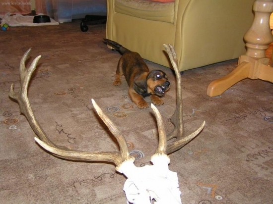 Zjavne sa mu to nepacilo