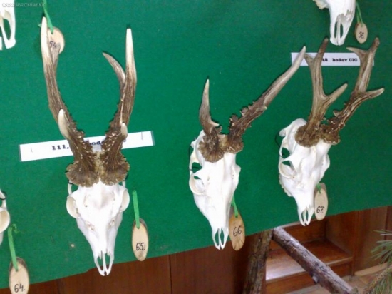 Chovatelska vystava, naše trofeje ulovene v Bratislave.