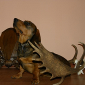 AJD 6 mesiacov