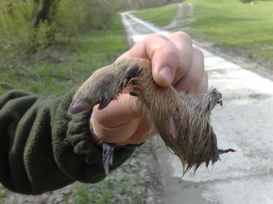 Toto mi priniesol pes, je to z prasiatka, asi liška.