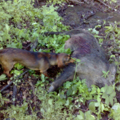 AJD 8mes. Prvy vážnejší kontakt hned po ulovení.