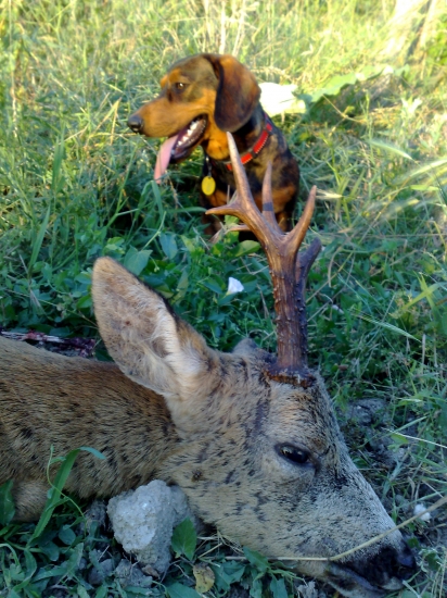 AJD 8mes. Prvy kontakt s ulovenym srncom.