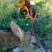 AJD 8mes. Prvy kontakt s ulovenym srncom.