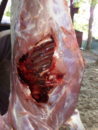 Hornady SST 7x64 na cca 120m výstrel srnec