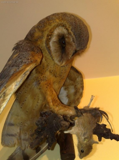 Zrazena autom, bola by jej skoda ju tam nechat