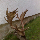 Zlato, nieje moj ja ho len idem vyvarit.