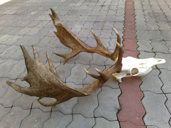 Už je trofej hotova.