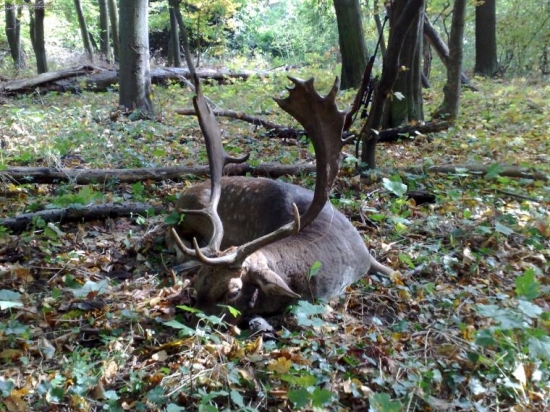 Ruja 2008 4VT 11rokov