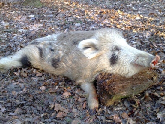 Aj taketo diviaky behaju u nas.