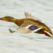 letím si tak ponad rieku