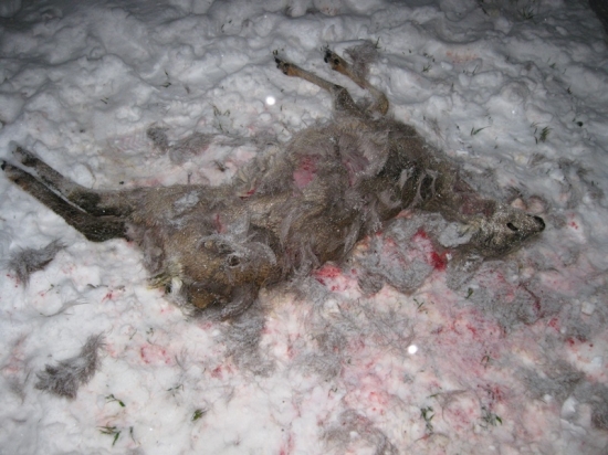 srna chytená túlavými psami