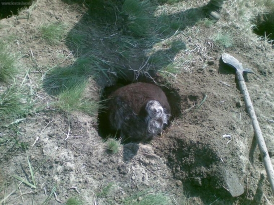 jazvečík obrovský-stavač v líščej diere