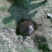 jazvečík obrovský-stavač v líščej diere