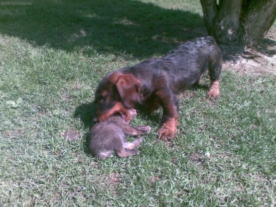 3 mesačný jazvečík s malou líškou