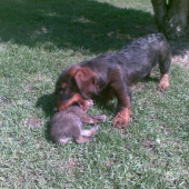 3 mesačný jazvečík s malou líškou