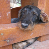 leňošenie pod altánkom