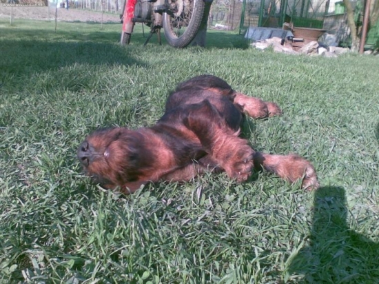 leňošenie na slnku