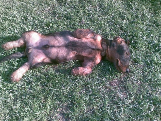 leňošenie na slnku