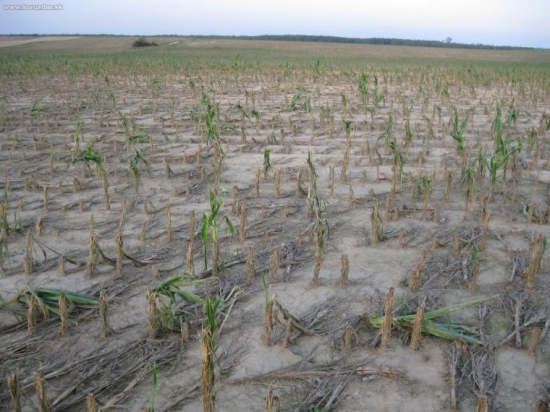 kukuričné pole po krupobití