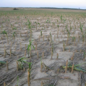 kukuričné pole po krupobití