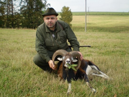 muflon