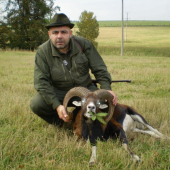 muflon