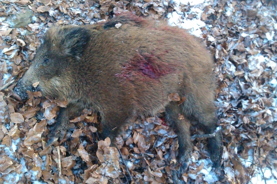 Včerajšie prasiatko