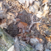 a že vraj nerastú :-)