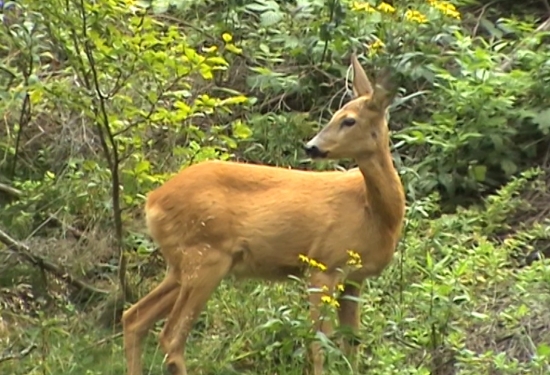 trska tepla v tejto zime