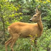 trska tepla v tejto zime