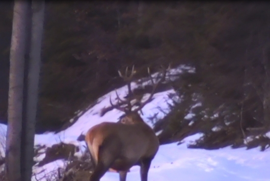 Este ich ma na hlave