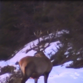 Este ich ma na hlave