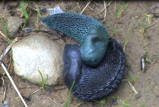 slizniaky pri pareni