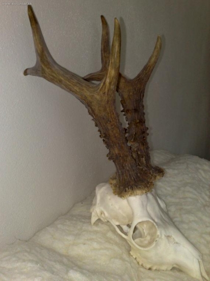 600 g, predbežne 140 b