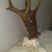 600 g, predbežne 140 b