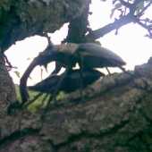 Lucanus cervus v akcii