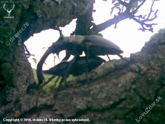 Lucanus cervus v akcii