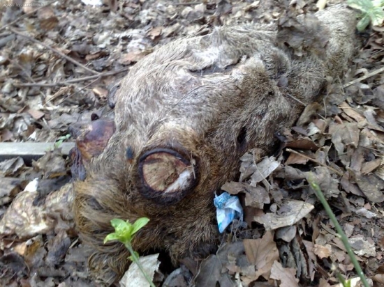 vidíte čo ľudia dokážu !