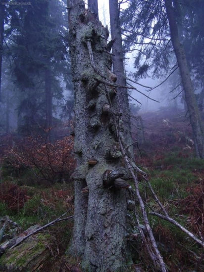 rujoviská na kubinskej holi