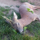 I.vt. rarita