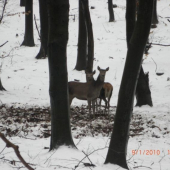 40 metrov a pes na voditku
