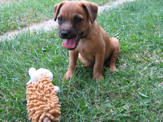 Nový prírastok do rodiny - PAT s menom Will Zwi-Le-Ro