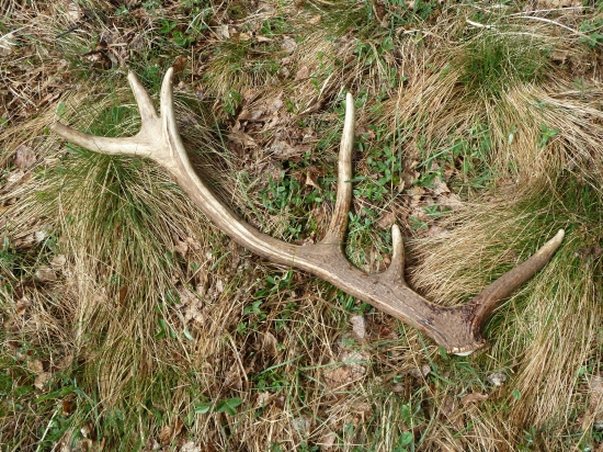 Nádejný 12-toráčik