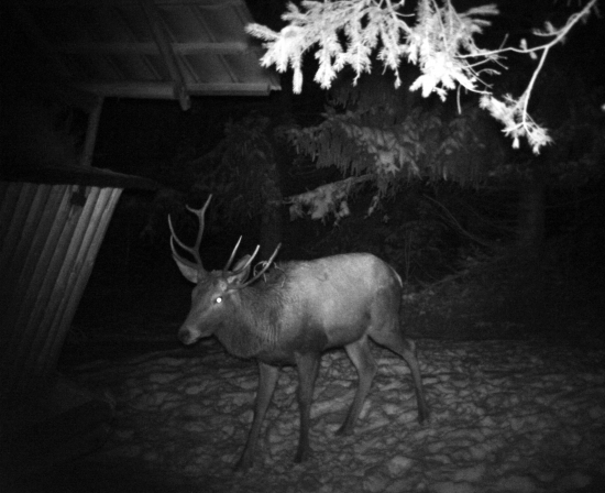 Raritka jak má byť