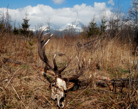 Smutný koniec kráľa