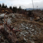 Vĺčkovia mali hostinu